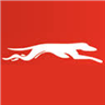 Greyhound Australia