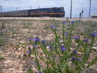 Indian Pacific in South Australia Indian Pacific in South Australia
