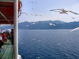 Ferry with Seagulls