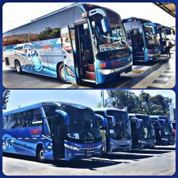 Bus fleet
