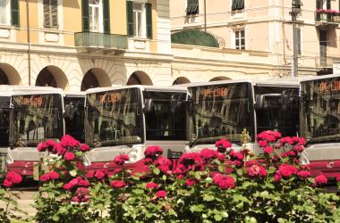 Fleet of buses front view